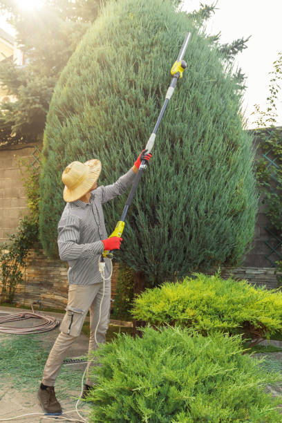 Best Emergency Tree Service  in Rockford, MI